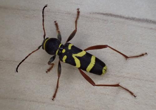 Clytus arietis